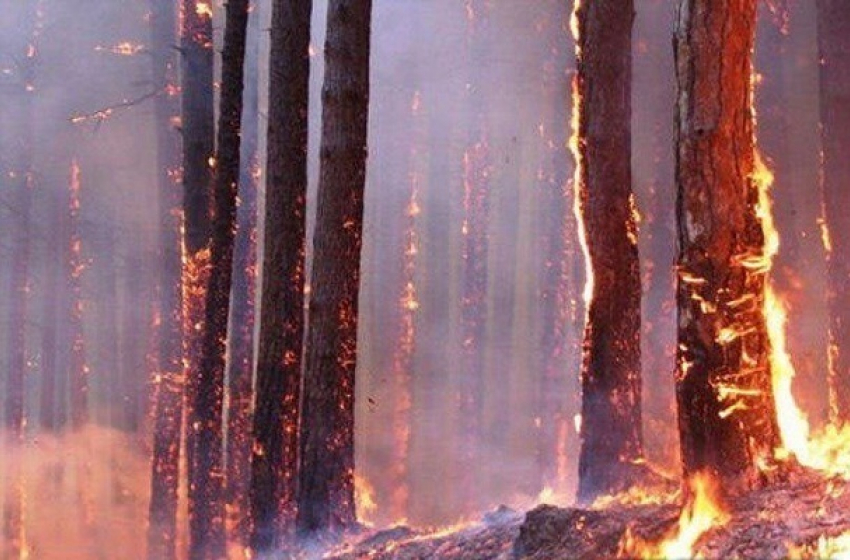 Под Геленджиком снова полыхал лес