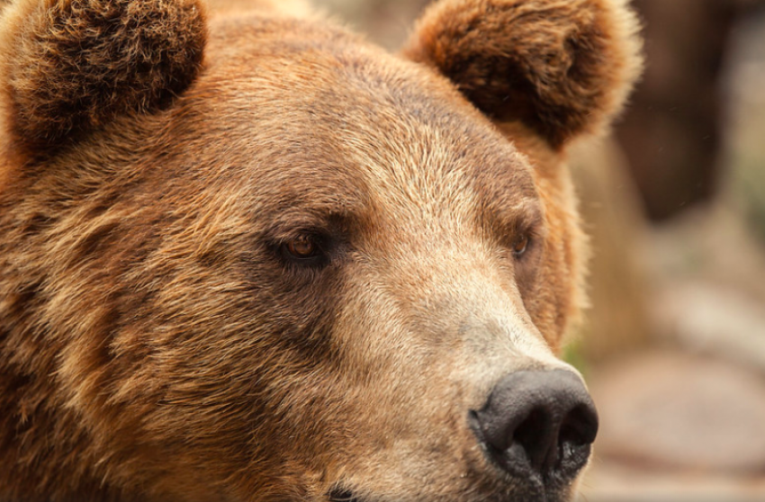 Два случая встречи туристов с медведями зафиксировали в Сочи