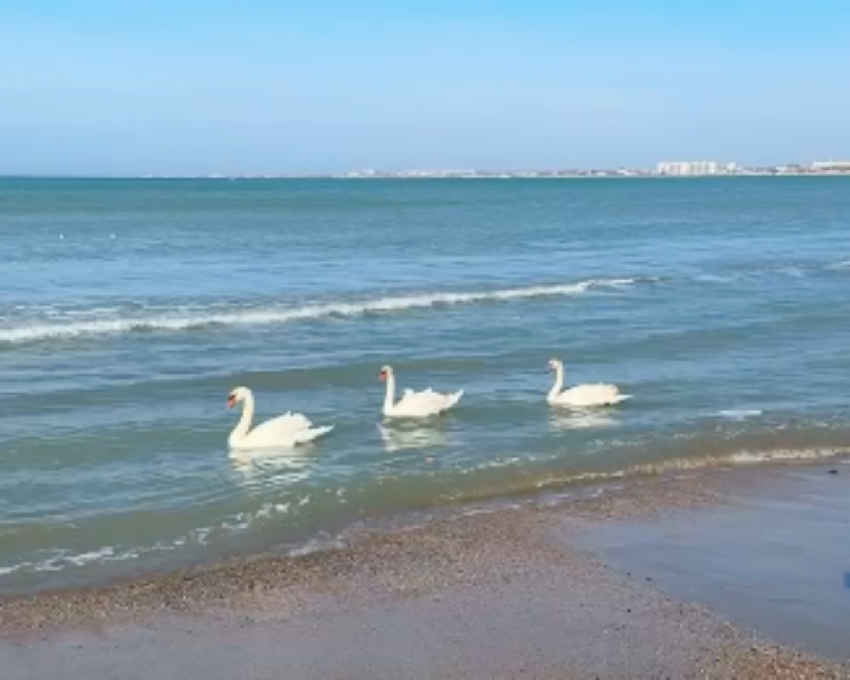 Лебеди в море шокировали туристов в Краснодарском крае 