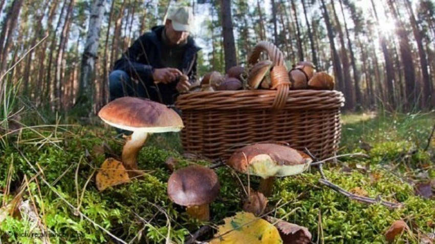 Спасатели нашли тело разыскиваемого 72-летнего сочинского грибника 