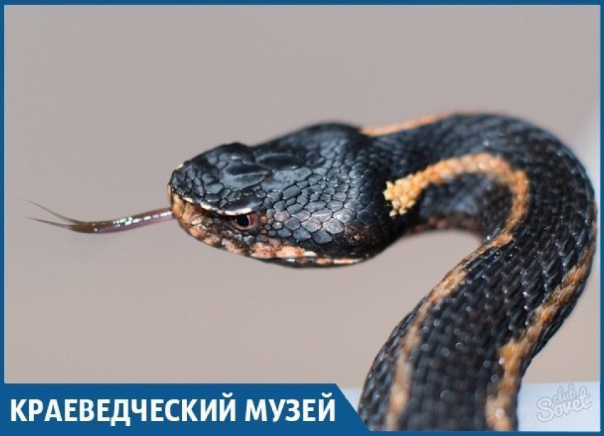 ТОП 5 вымирающих тварей из Красной книги Краснодарского края