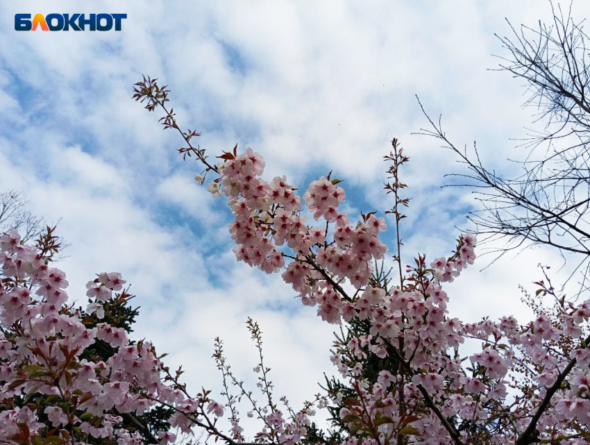 До +20 градусов прогреется воздух в Краснодаре