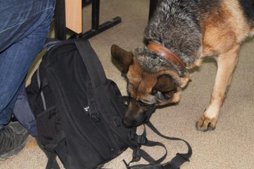 Служебный пес опознал перевозчика наркотических средств в толпе