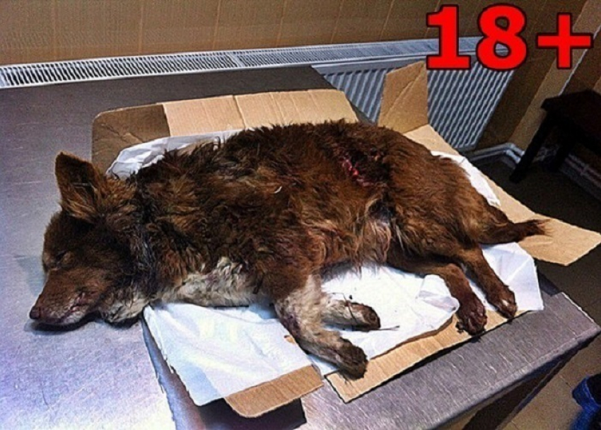 Живодеры расстреляли собаку возле отделения полиции на Кубани