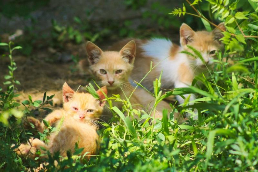 По-осеннему тепло будет на Кубани