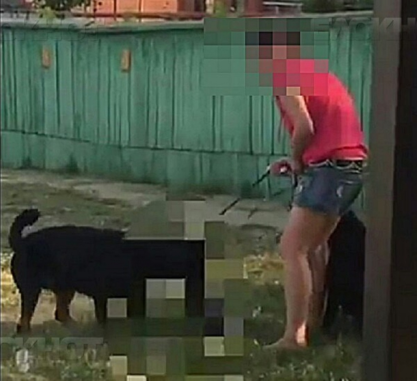 Хозяйку ротвейлера, который загрыз кошку на глазах у детей в Краснодаре, ищет полиция