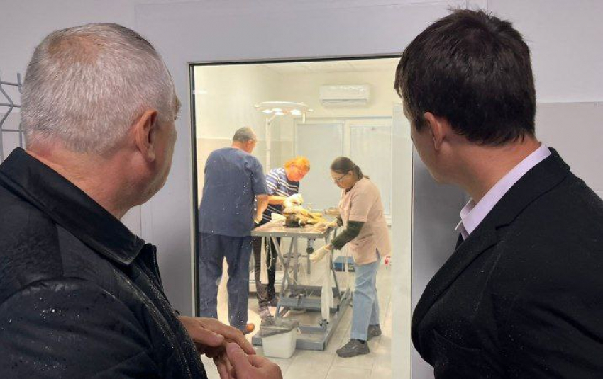 В Краснодаре муниципальный приют для животных начал работать в пилотном режиме