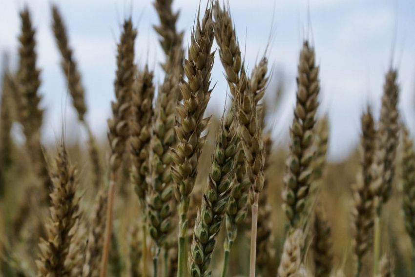 Власти Кубани планируют снизить экспорт пшеницы из-за засухи