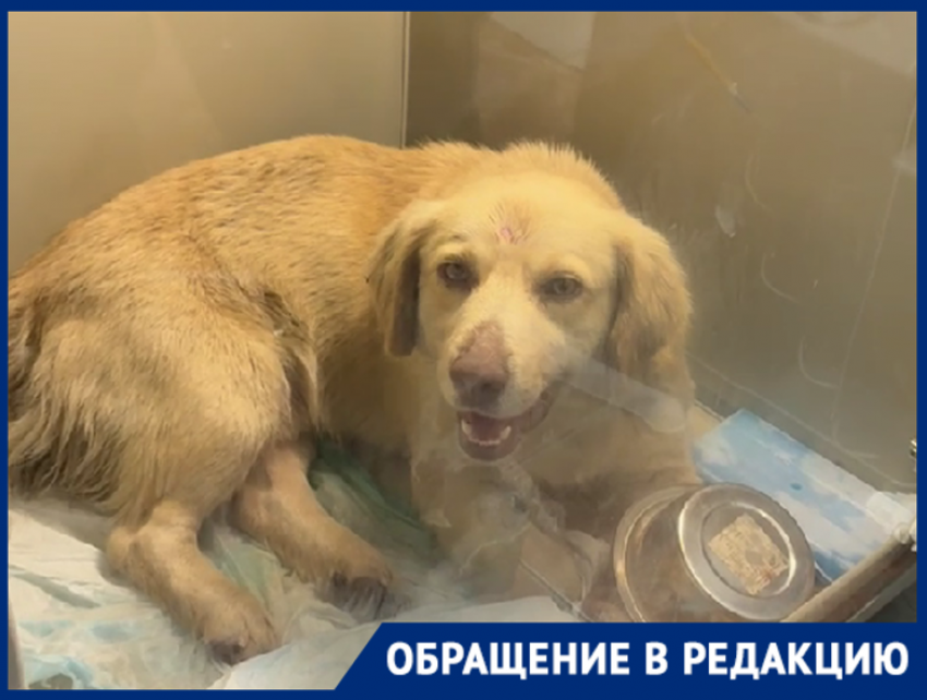 В Краснодаре живодёры расстреляли собаку и выбросили на трассу