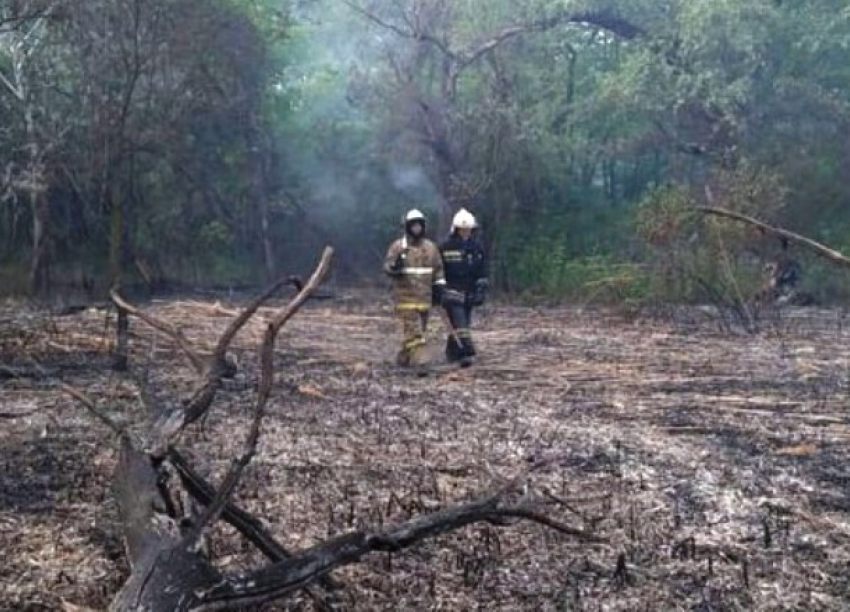 Доброволец пожаловался на беспомощность спасателей при пожаре на Большом острове в Краснодаре