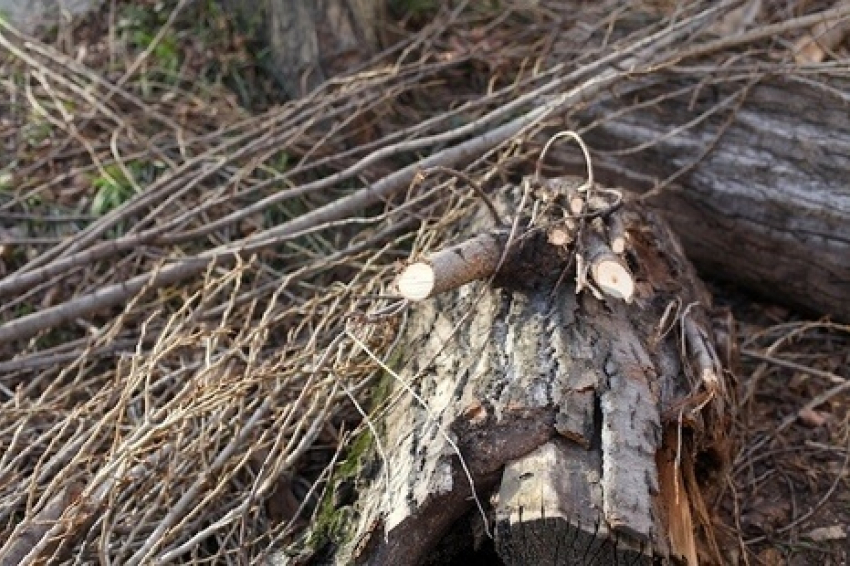 В Краснодаре ветер оборвал линии электропередач и повалил деревья 