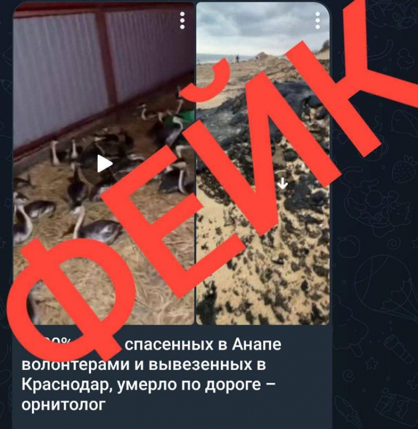 Оперштаб опроверг информацию о массовой гибели птиц при транспортировке в Краснодар