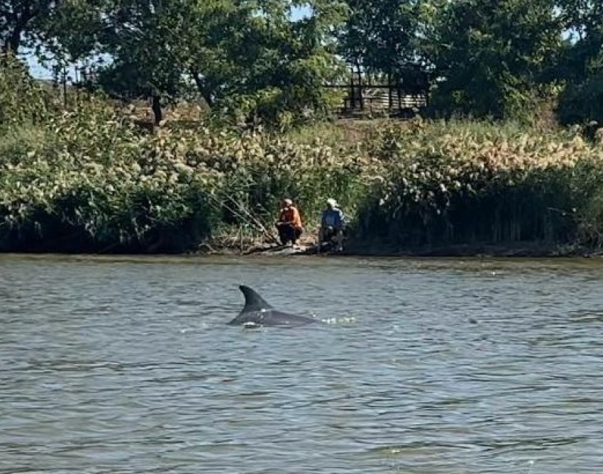 Краснокнижный дельфин застрял в реке вдали от моря в Краснодарском крае