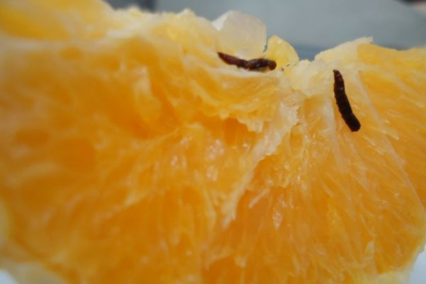 В Новороссийском порту запретили ввоз червивых апельсинов из Египта