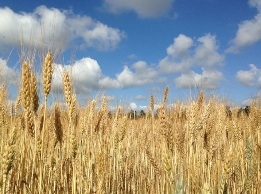 На Кубани начали убирать пшеницу 