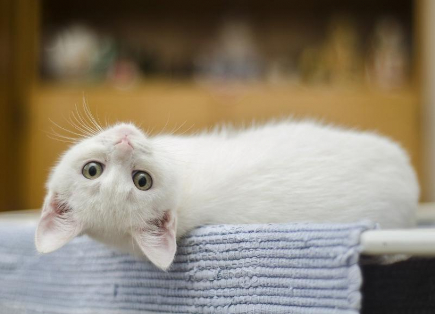 В воскресенье в Краснодаре пройдут небольшие дожди