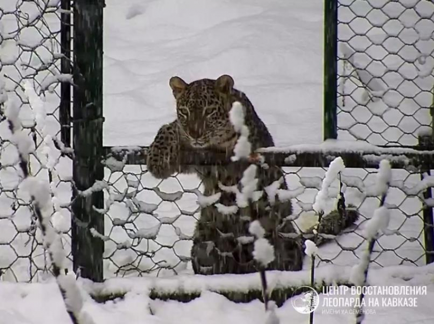 Кубанские леопарды искупались в сугробах