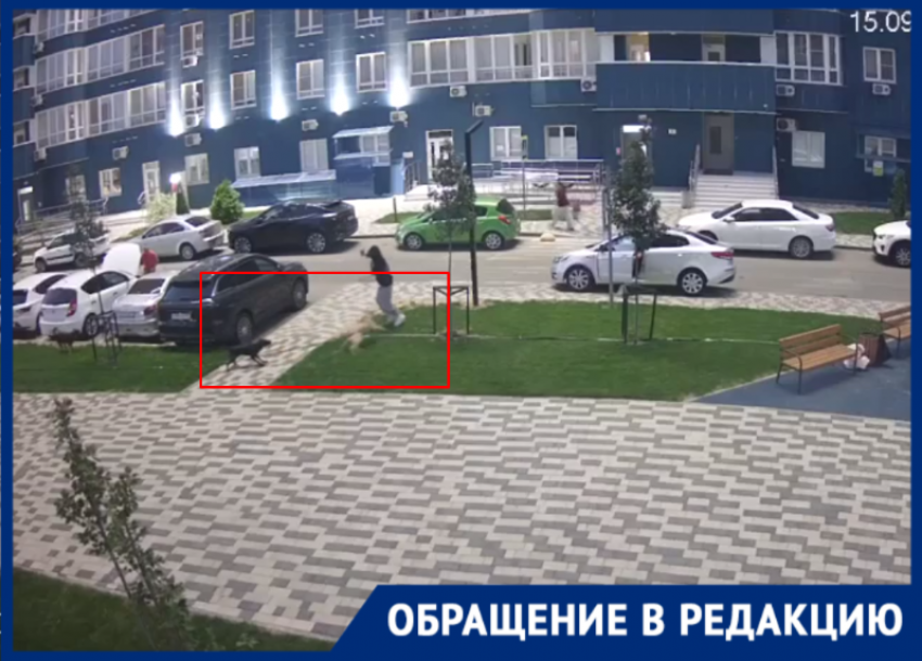 Свора агрессивных собак оккупировала ЖК в Краснодаре и держит людей в страхе 