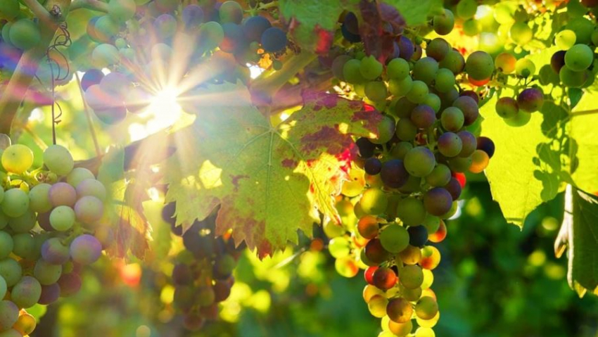 На Кубани в два раза вырос экспорт вина 