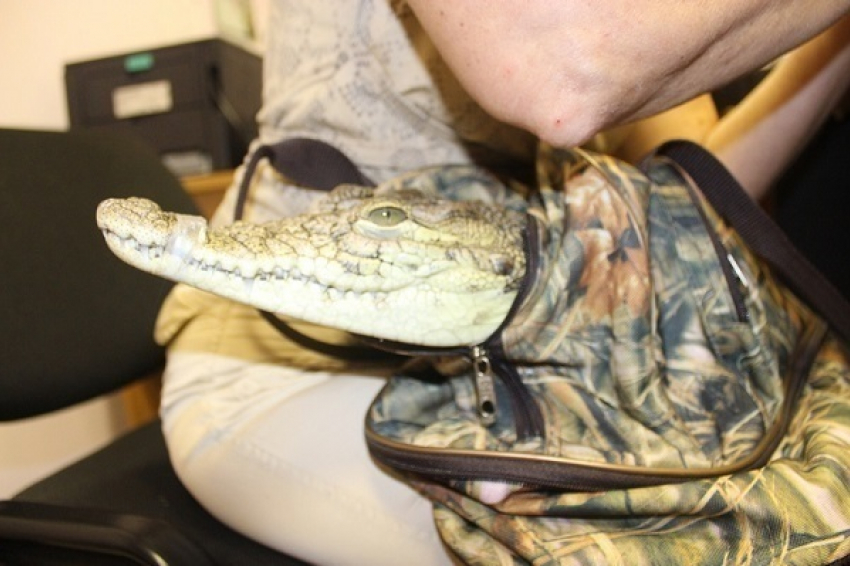 В Новороссийске стражи порядка изъяли у фотографа нильского крокодила без «паспорта»