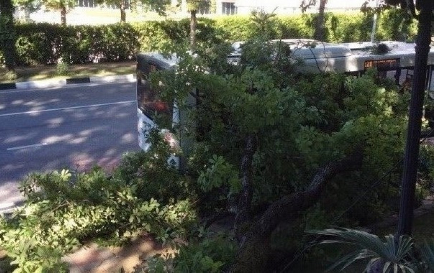 В Сочи на рейсовый автобус с пассажирами рухнуло дерево
