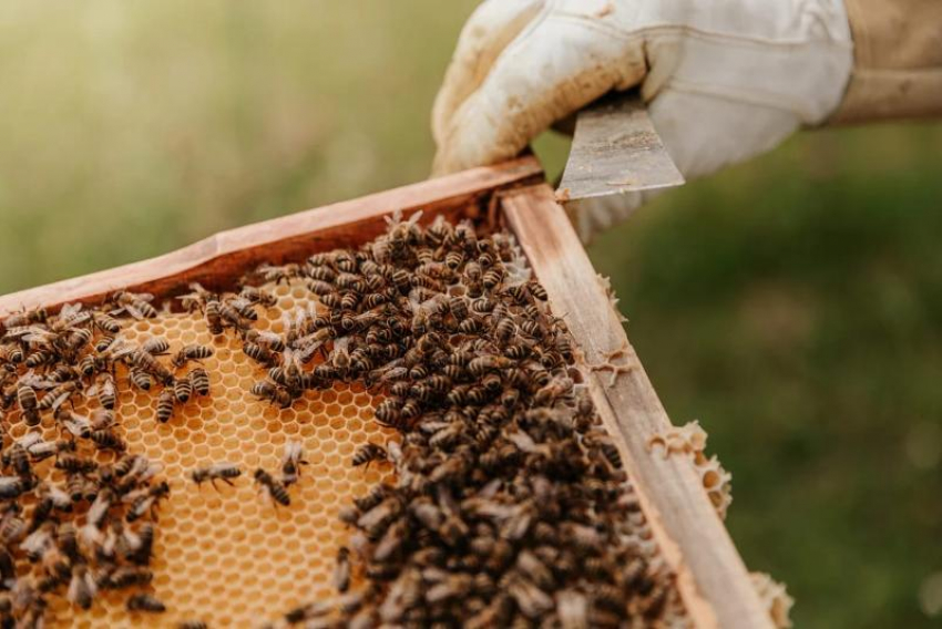 Массовую гибель пчел в Мостовском районе проверяют сотрудники прокуратуры