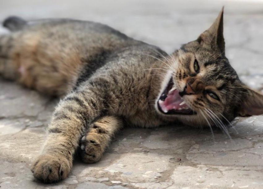 До +21 прогреется воздух на Кубани