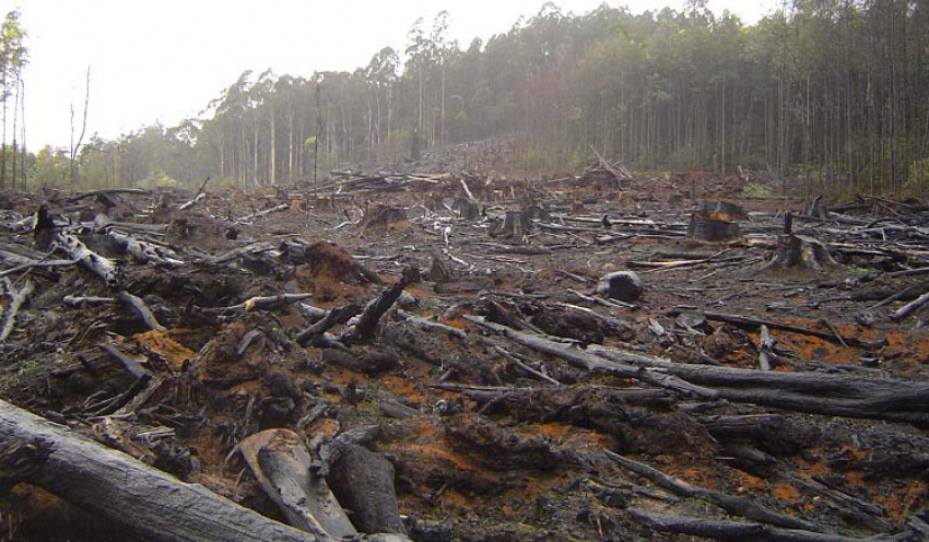 Жители Кубани незаконно вырубили более 340 деревьев на 240 миллионов