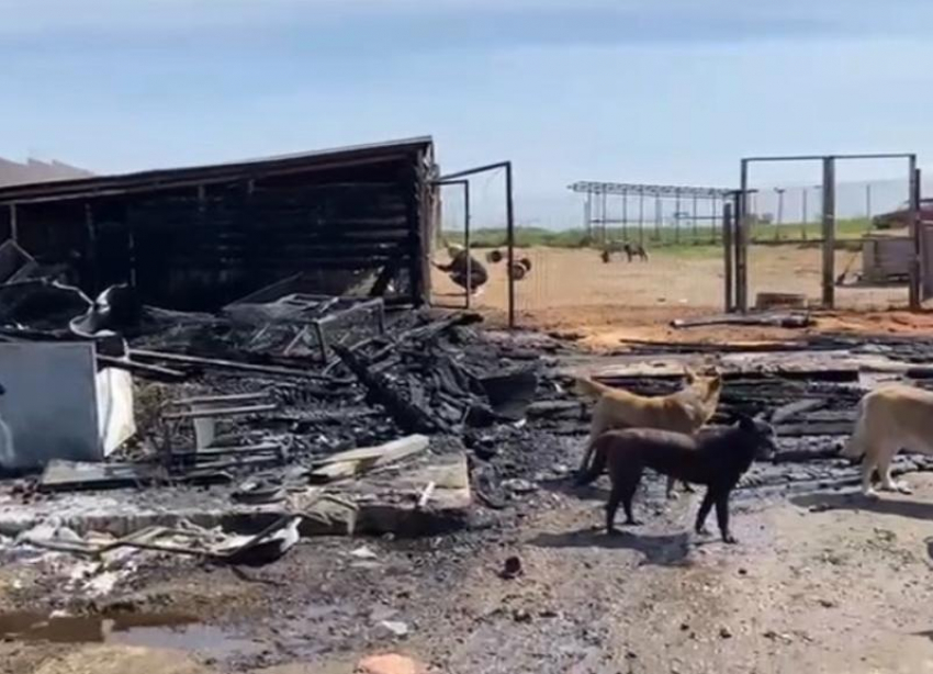 Под Краснодаром произошёл пожар в приюте для бездомных животных