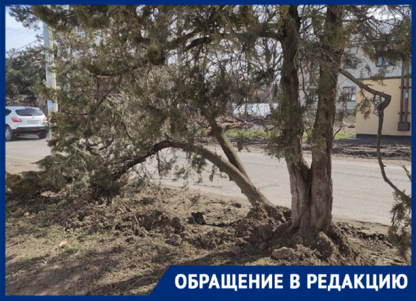Рабочие повредили около 10 деревьев в Краснодаре, ремонтируя дорогу 