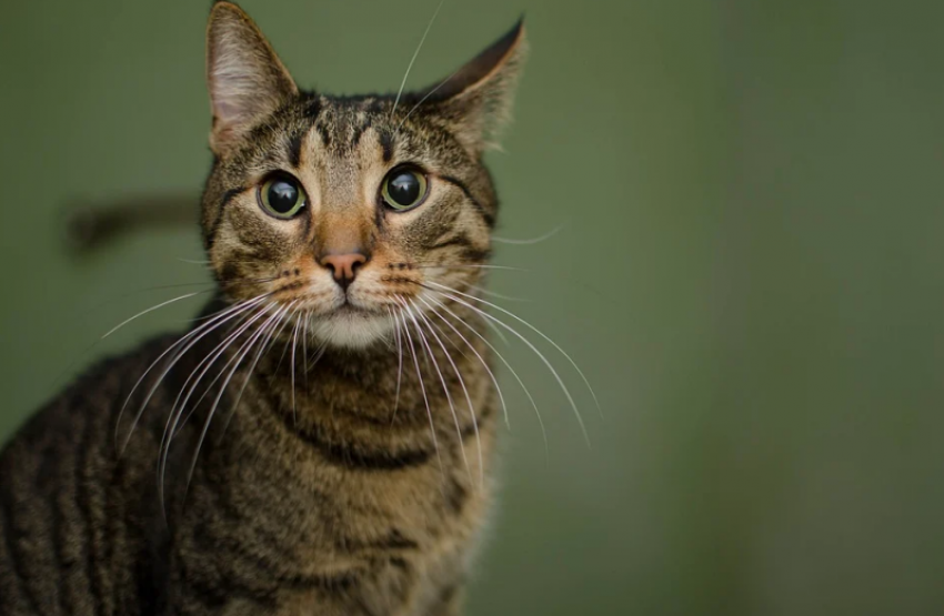 До +18 и небольшие дожди ожидаются на Кубани 