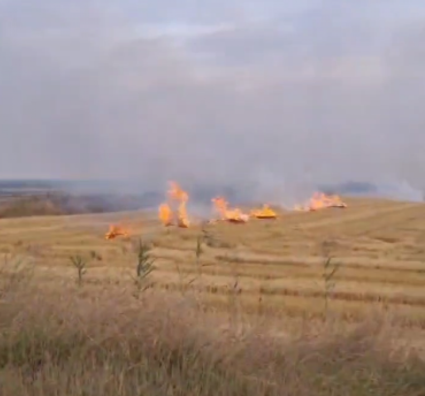 «Горит всё, дымит страшно»: жители Краснодарского края задыхаются из-за сжигания рисовой соломы и боятся за экологию
