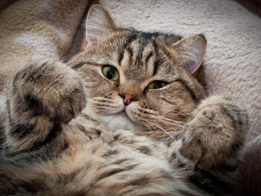 С дождя и мокрого снега начнется рабочая неделя на Кубани