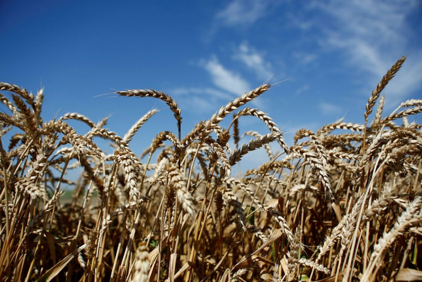  На Кубани собрали более 6 млн тонн зерновых культур 