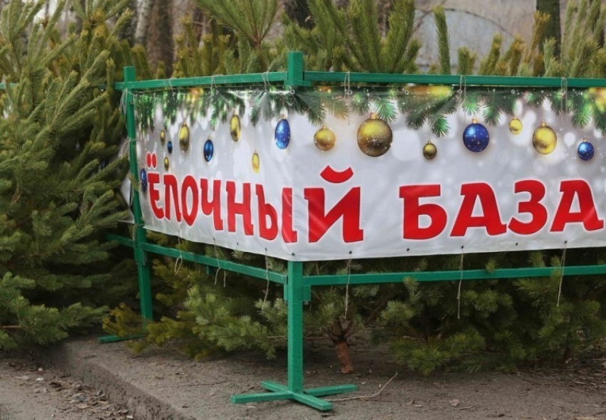  Елочные базары в Краснодаре откроются 15 декабря 