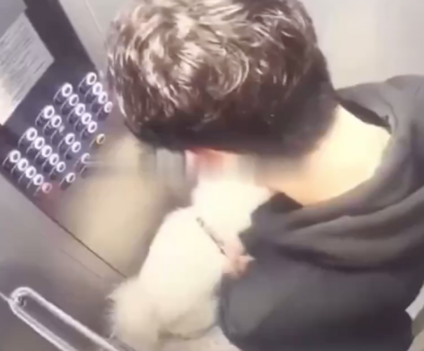  В Краснодаре подросток избил собаку в лифте