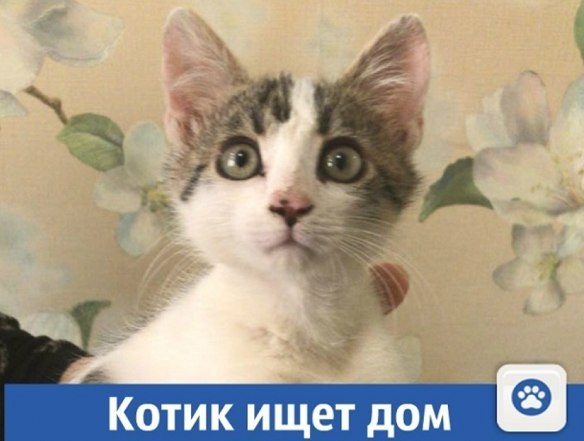 Котик в добрые руки