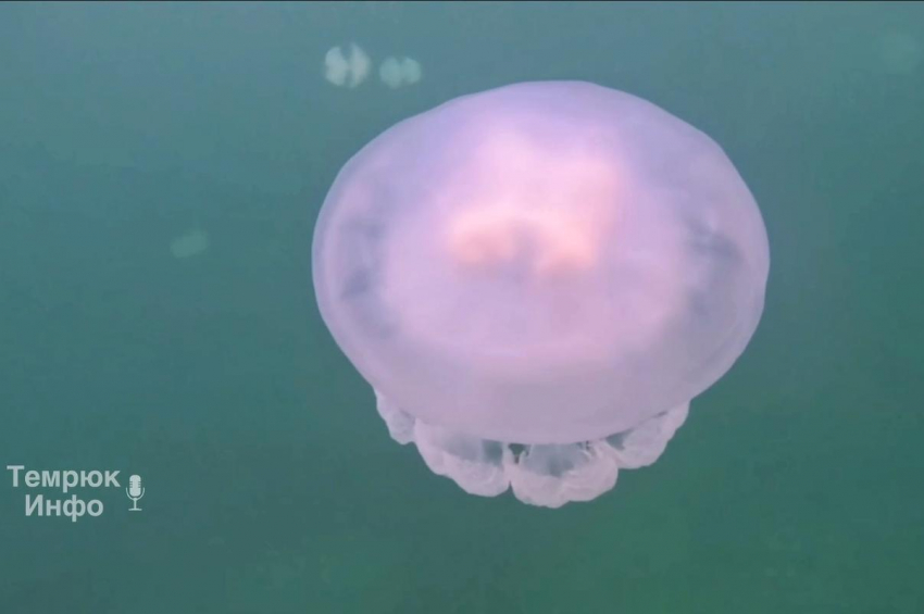 Неземную красоту подводного мира Азовского моря показали на видео