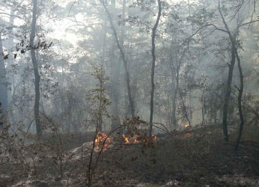 Пожар в Геленджике уничтожил 2 тысячи квадратов леса