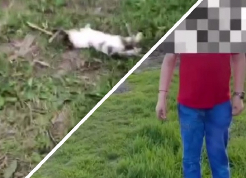 Ребёнок запинал до смерти котёнка в Краснодарском крае