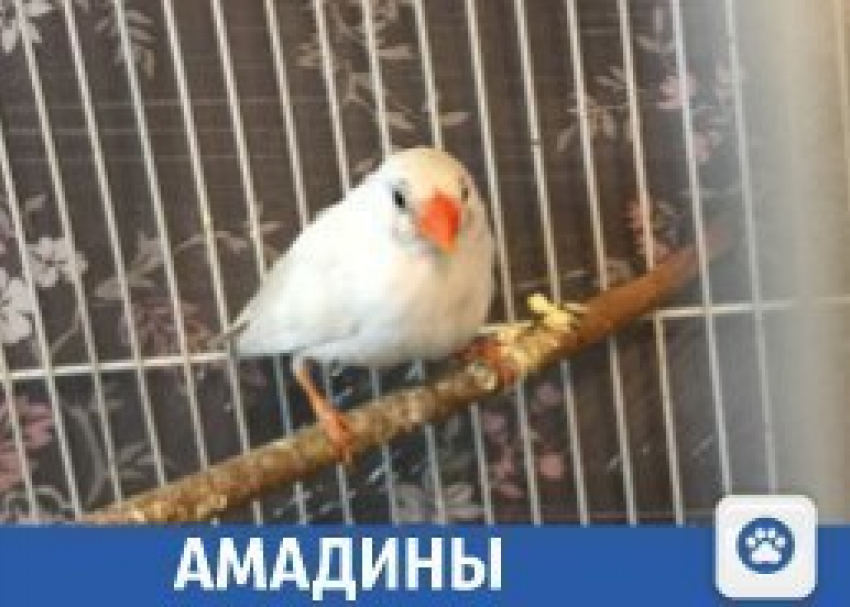 Милые птички продаются в Краснодаре