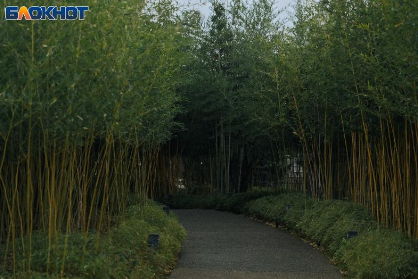 Утренний дайджест: пятница встретит дождем и Днем древонасаждения 