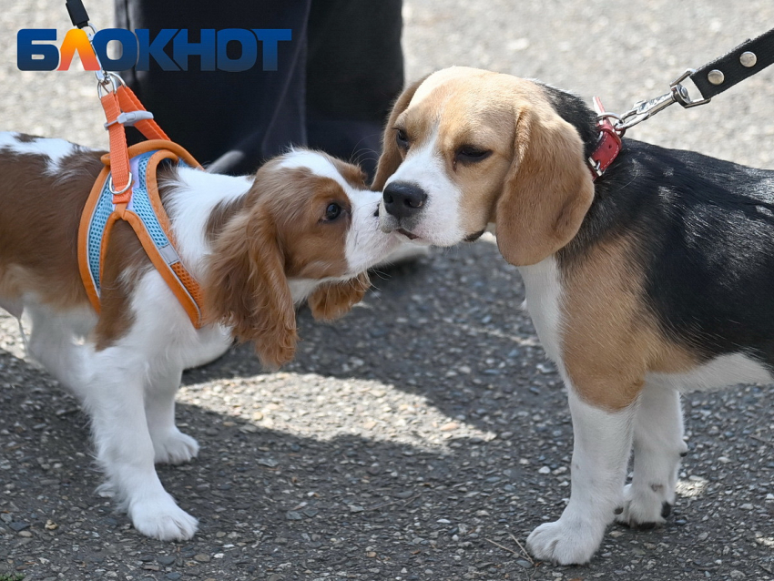 В Краснодаре утвердили всего две площадки для выгула и дрессировки собак