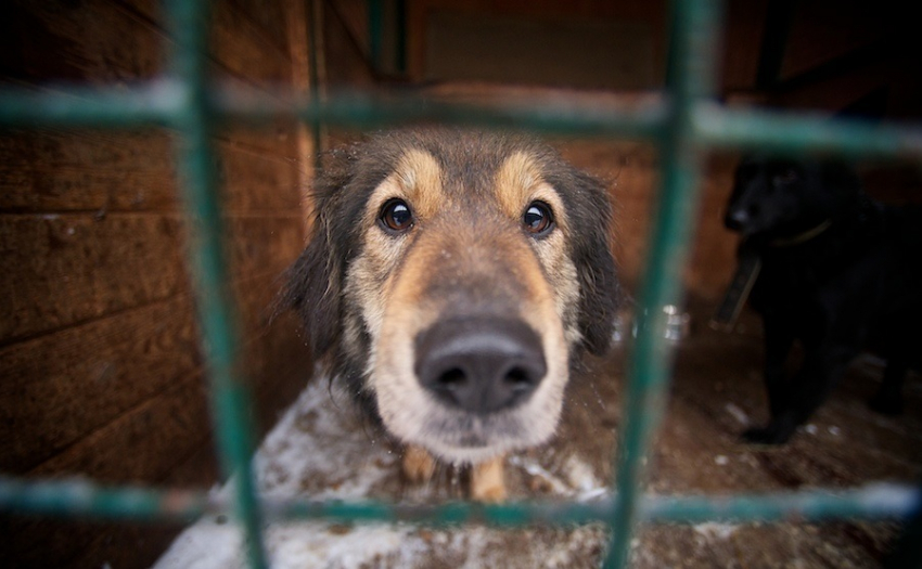 Приют для животных появится в Новороссийске