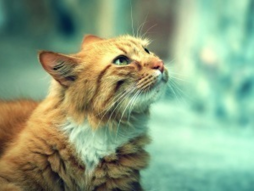  На Кубани будет тепло, сухо и слегка ветрено 