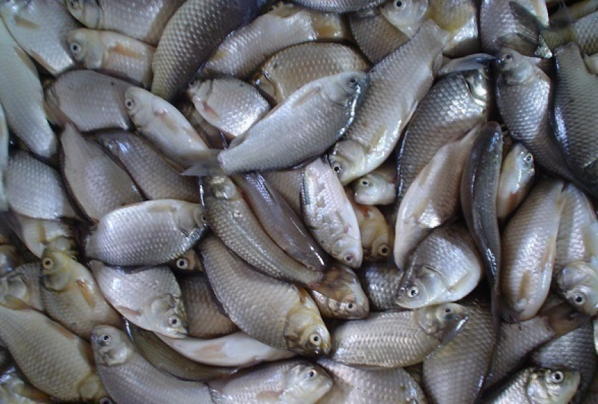 Бывший зек устроил в Ейском порту масштабную незаконную рыбалку 