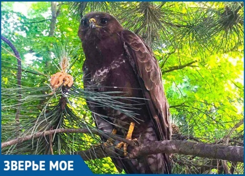 Заклеванного воронами орла спасли в Краснодарском крае