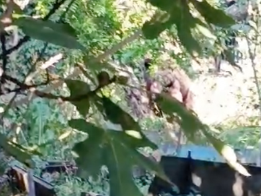 Медведь пришел в огород в Краснодарском крае: видео
