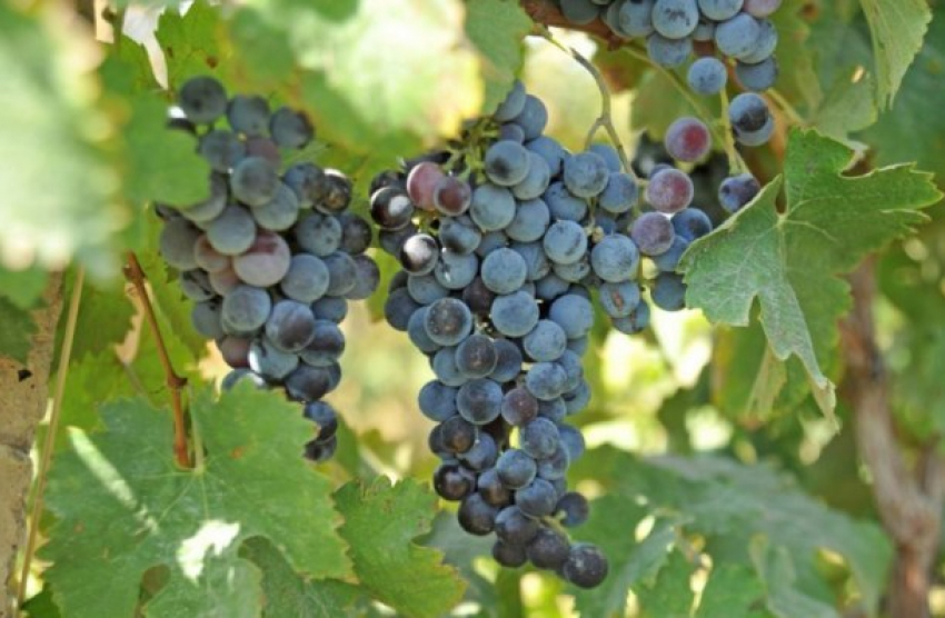  На Кубани собрали более 190 тысяч тонн винограда 