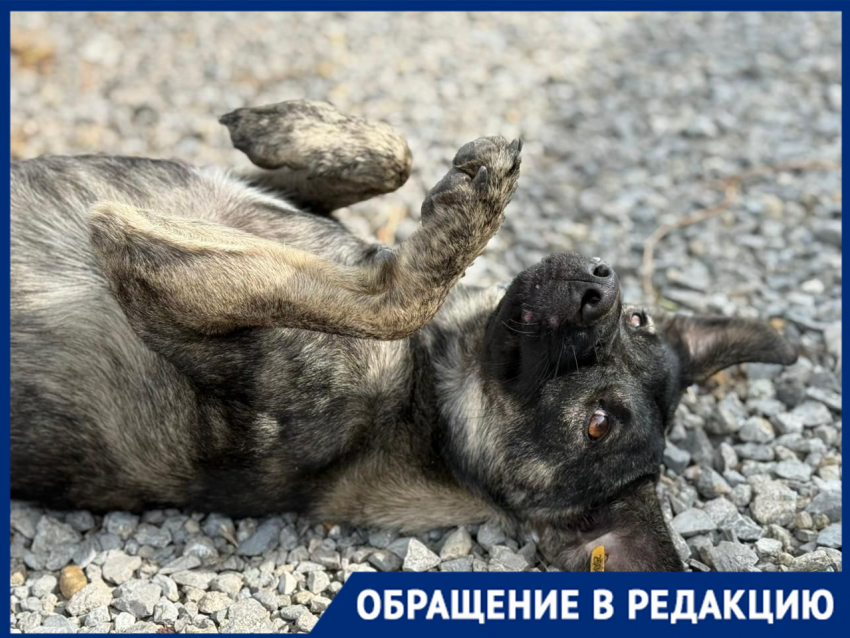 Судьба щенка в руках города: краснодарцев просят помочь в поисках Мэгги